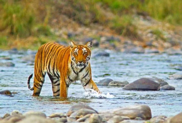 Gurgaon to Jim Corbett Taxi Service
